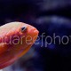 Pseudanthias bimaculatus 01