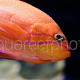 Pseudanthias bimaculatus 02