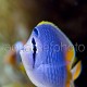 Chaetodon xanthurus 01