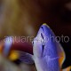 Chaetodon xanthurus 02