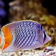 Chaetodon xanthurus 03