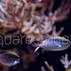 Chromis nitida 01