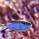 Chromis nitida 02