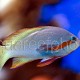 Pseudanthias huchtii 02