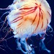 Chrysaora jellyfish 02