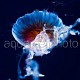 Chrysaora jellyfish 04