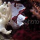 Antennarius maculatus 01