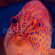 Cephalopholis miniata 02