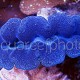 Tridacna crocea 02