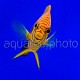 Centropyge potteri 10