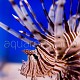 Pterois volitans 08