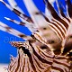 Pterois volitans 09