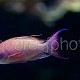 Pseudanthias squamipinnis 12