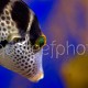 Canthigaster valentini 01