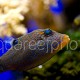 Canthigaster solandri 04