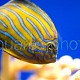 Chaetodontoplus septentrionalis 03