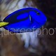 Paracanthurus hepatus