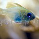 Zoramia leptacanha 02