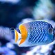 Chaetodon xanthurus 05