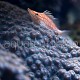 Oxycirrhites typus 05