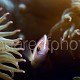 Amphiprion perideraion 02