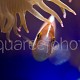 Amphiprion perideraion 03