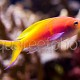 Pseudanthias ignitus 02