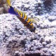 Pygoplites diacanthus 02