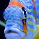 Symphorichthys spilurus 06
