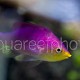 Pseudanthias tuka 04