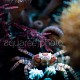 Lybia tesselata 03