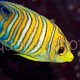 Pygoplites diacanthus 03