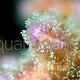 Pocillopora damicornis 03