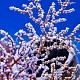 Acalycigorgia inermis 01