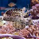 Dactylopus dactylopus 03