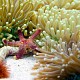 Heliofungia actiniformis & Fromia sp.