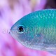 Chromis viridis 07