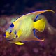 Holacanthus ciliaris 04