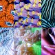 CoralMix 01