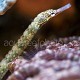Corythoichthys intestinalis 03