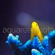 Gobiodon okinawae 03