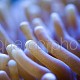 Heliofungia actiniformis 02
