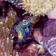 Synchiropus splendidus 18