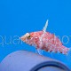 Plectranthias inermis 01