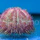 Salmacis bicolor 01