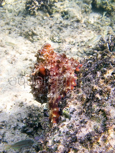 Octopodidae / Octopus « Aqua Reef Photo – Marine Photo Database & Resource