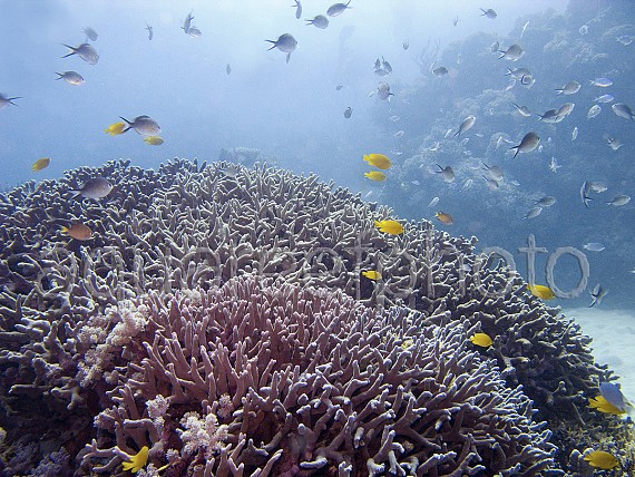 Wild Reef – Australia GBR 01
