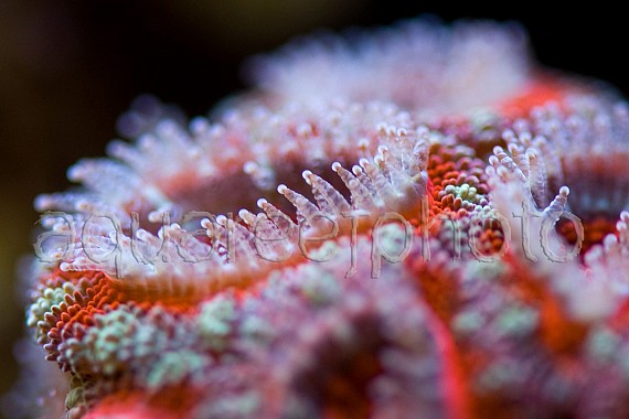 Acanthastrea lordhowensis 01