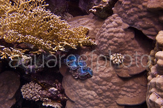 Tridacna maxima & Porites 01