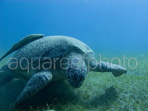 Chelonia mydas 01